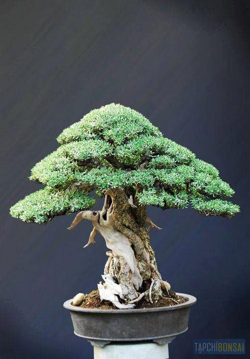 Bonsai, cây cảnh nghệ thuật, cay canh nghe thuat, cây thế, cay the, triển lãm cây cảnh nghệ thuật, trien lam cay canh nghe thuat